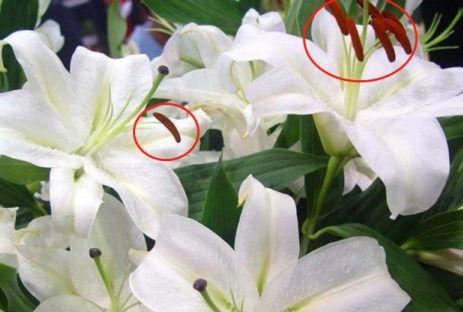 百合的相关资料,探寻千年花卉的美丽传说与养生奥秘